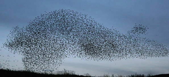 recent-climate-uk-birds