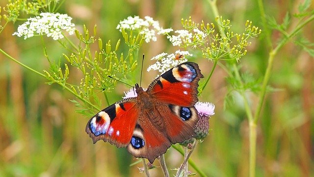 climate-change-and-definition-of-flora-and-fauna