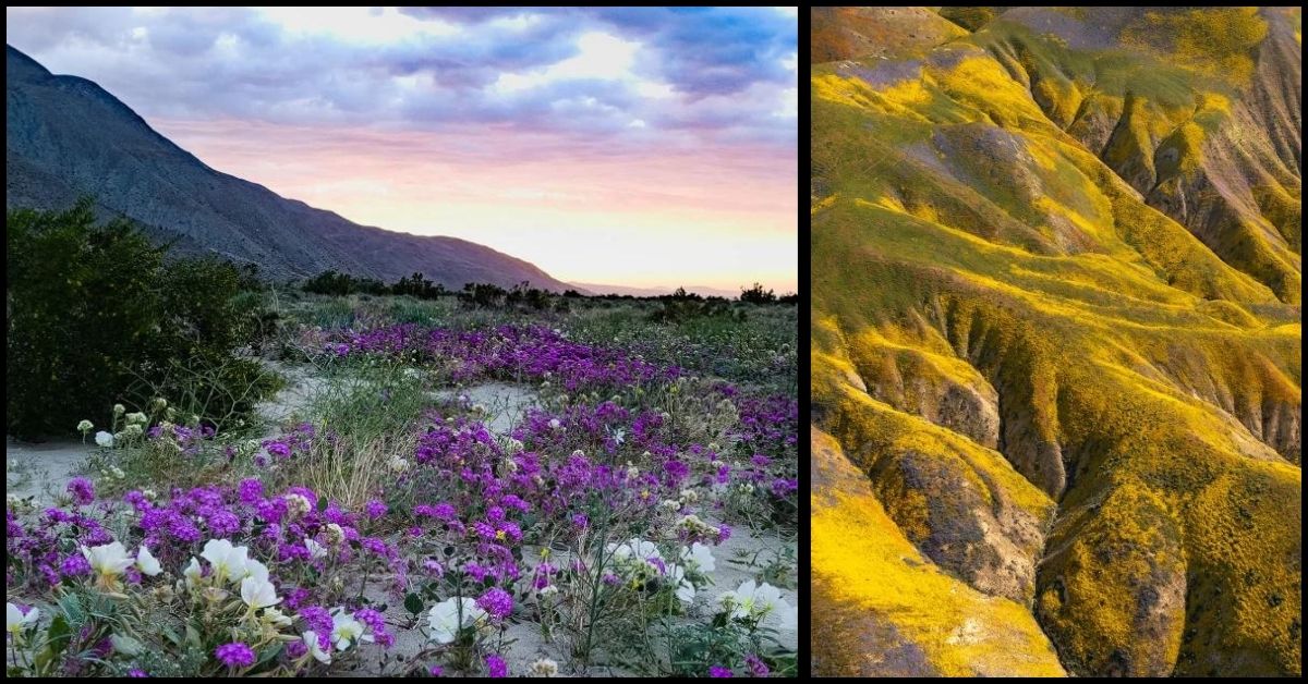 California's Spectacular Wildflower Superbloom